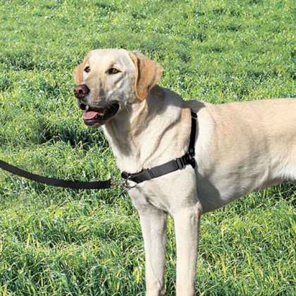 trixie easy walk
