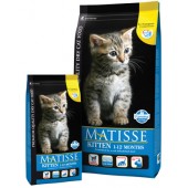 MATISSE KITTEN 