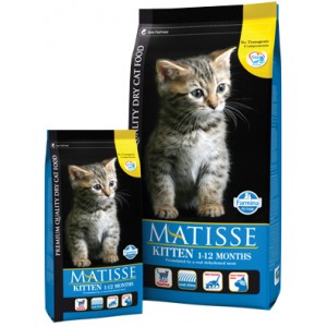 MATISSE KITTEN 